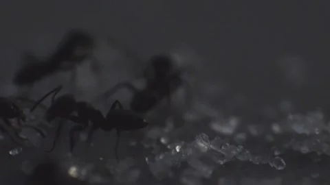 Macro closeup of Black Ants Stock Footage 341007728