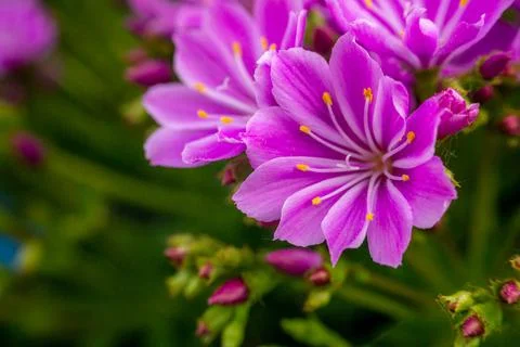 Macro closeup of blooming Lewisia cotyledon flowers with green leaves Stock Photos