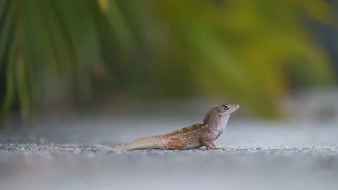 Macro closeup of blown alone lizard warming on summer sun. Anolis sagrei small Stock Footage 201642006