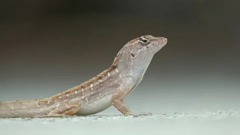 Macro closeup of blown alone lizard warming on summer sun. Anolis sagrei small Stock Footage 232359063