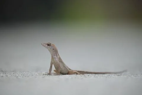 Macro closeup of blown alone lizard warming on summer sun. Anolis sagrei small Stock Photos