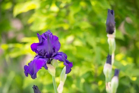 Macro Closeup of blue Bearded iris, Iris Barbata Stock Photos