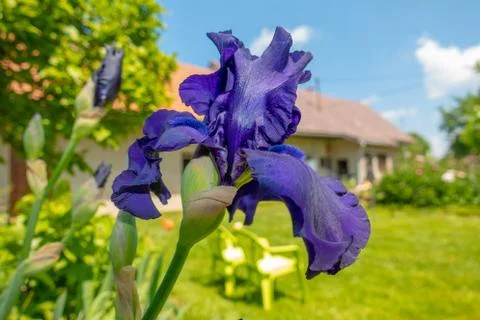 Macro Closeup of blue Bearded iris, Iris Barbata Stock Photos