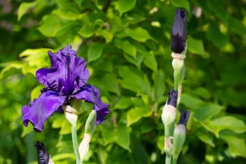 Macro Closeup of blue Bearded iris, Iris Barbata Stock Photos