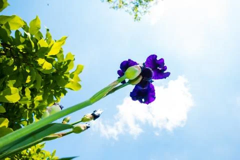 Macro Closeup of blue Bearded iris, Iris Barbata Stock Photos