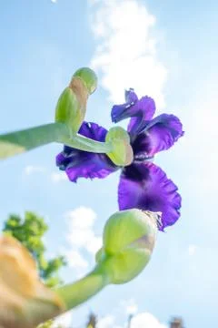 Macro Closeup of blue Bearded iris, Iris Barbata Stock Photos