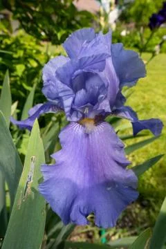 Macro Closeup of blue Bearded iris, Iris Barbata Stock Photos