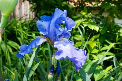 Macro Closeup of blue Bearded iris, Iris Barbata Stock Photos