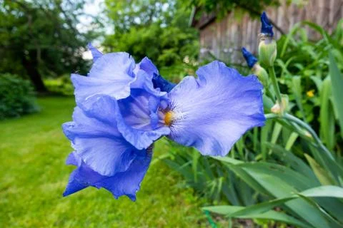Macro Closeup of blue Bearded iris, Iris Barbata Stock Photos