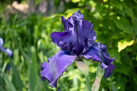 Macro Closeup of blue Bearded iris, Iris Barbata Stock Photos
