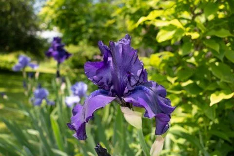 Macro Closeup of blue Bearded iris, Iris Barbata Stock Photos