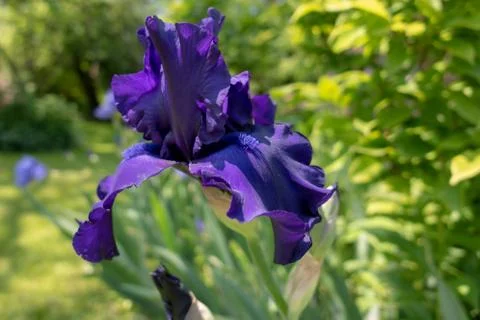 Macro Closeup of blue Bearded iris, Iris Barbata Stock Photos