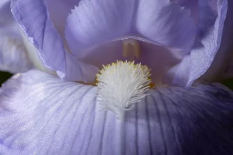 Macro Closeup of blue Bearded iris, Iris Barbata Stock Photos