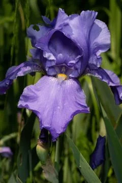Macro Closeup of blue Bearded iris, Iris Barbata Stock Photos