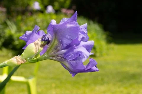 Macro Closeup of blue Bearded iris, Iris Barbata Stock Photos