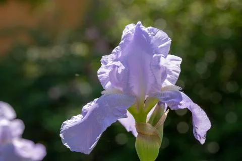 Macro Closeup of blue Bearded iris, Iris Barbata Stock Photos