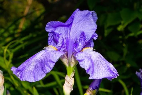 Macro Closeup of blue Bearded iris, Iris Barbata Stock Photos