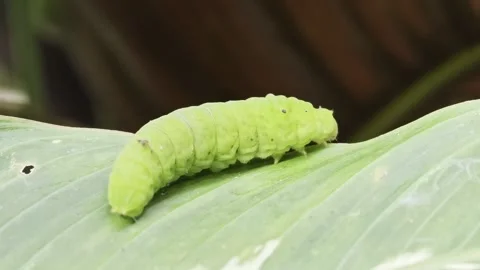 Macro closeup of a bright green caterpillar resting on a vivid leaf 動画素材 346009309