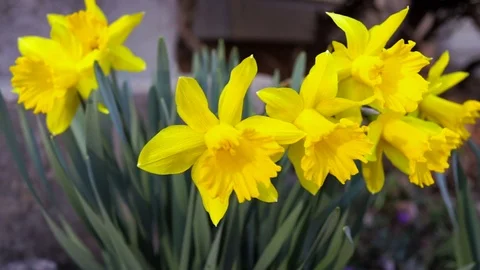 Macro closeup of bunch of yellow daffodil flowers in green grass during spring Stock Footage 79592660