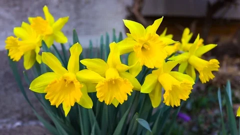 Macro closeup of bunch of yellow daffodil flowers in green grass during spring Stock Footage 79592765