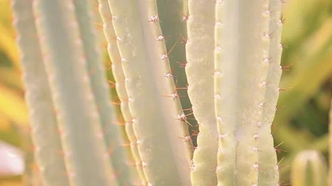 Macro closeup of cactus spikes in soft sunlight. Natural texture, desert plant Stock-Footage 303692756