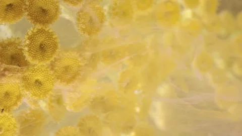 Macro closeup of clustered yellow composite flowers with drifting translucent fi Stock Footage 340620575