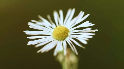 Macro closeup of a daisy with a dark background Video stock 129020663