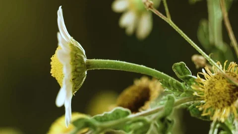 Macro closeup of a daisy with a dark background (2) Stock Footage 129020668
