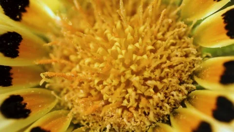 Macro closeup of a daisy with a dark background (3) Video stock 129020673