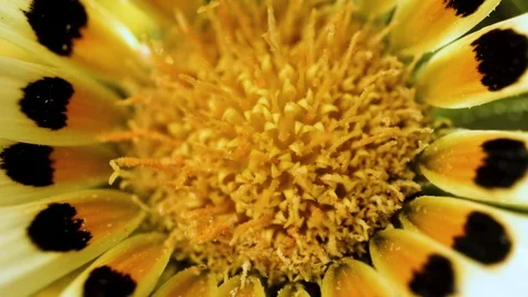 Macro closeup of a daisy with a dark background (4) Stock Footage 129020682