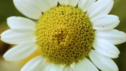 Macro closeup of a daisy with a dark background (5) Video stock 129020703