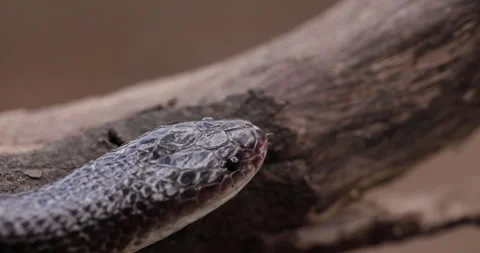 Macro closeup: Dark Common Krait head with a vibrant pink forked tongue Video stock 331132389