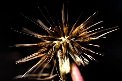 Macro Closeup of Dead Dandelion Head and Stem Isolated on Black Background Foto stock
