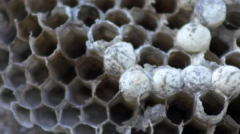 Macro closeup of dead wasp's nest, 4K Stock Footage 50313542