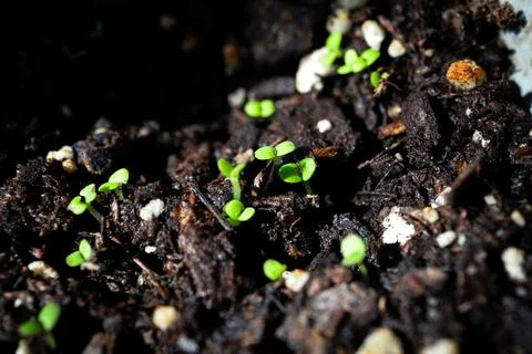 Macro Closeup of Diagonal Line of Basil Seedlings in Dirt Stock Photos