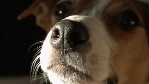 Macro Closeup of Dog Wet Nose Whiskers and Muzzle with Dramatic Light Stock Footage 346240955