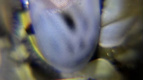 Macro closeup of dragonfly ocular tissue revealing intricate biological - Sample Stock Footage 339341145