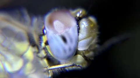 Macro closeup of dragonfly ocular tissue revealing intricate biological - Retina Stock Footage 339341182