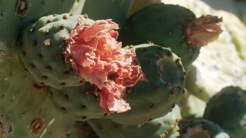 Macro closeup on flowering Barbary Fig Cactus bulb in the Palm Desert Stock Footage 113296593