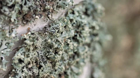 Macro closeup focuspull of a birch Stock Footage 50087482