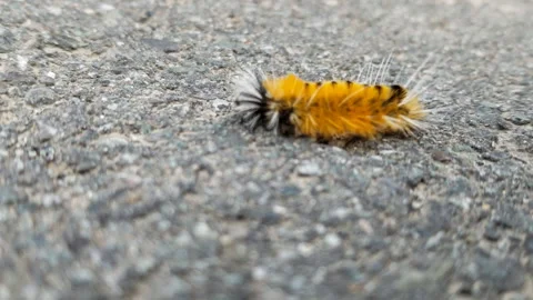 Macro Closeup of Fuzzy Orange and Yellow Caterpillar Crawling on Asphalt Stock-Footage 336268582