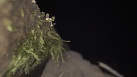 Macro closeup from grass growing on wood block Stump Stock Footage 124016496
