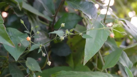 Macro CloseUp of Green Foliage Stock Footage 326156072