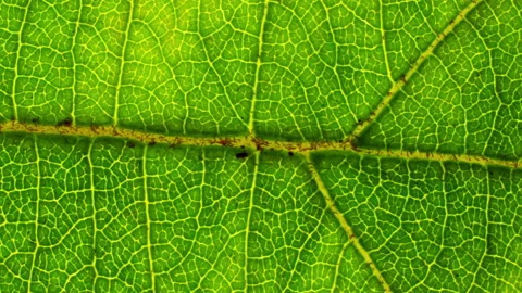 Macro closeup of a green leaf, texture footage.zoom and rotation Stock Footage 160680837
