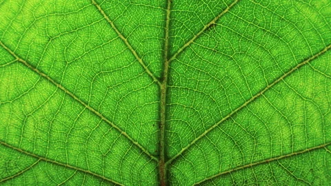 Macro closeup of a green leaf, texture footage.green background Stock Footage 160681012