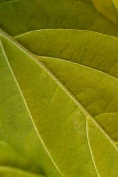 Macro closeup of green leaf veins and texture with soft natural light detail Stock Photos