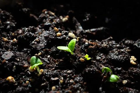 Macro Closeup of Group of Basil Seedlings Coming Through the Dirt Stock Photos