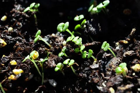 Macro Closeup of Group of Basil Seedlings with Light on Left Stock Photos