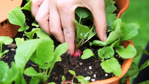 Macro closeup of hand harvesting picking pulling white red radish root in garden Stock Footage 144904523