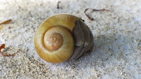 A macro closeup of a hermit crab hiding in the shell at warm tropical beach in Stock-Footage 86903527